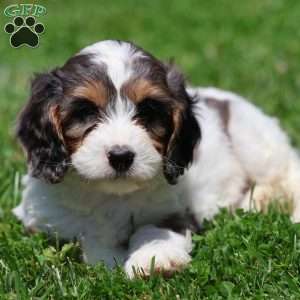 Coconut, Cavapoo Puppy